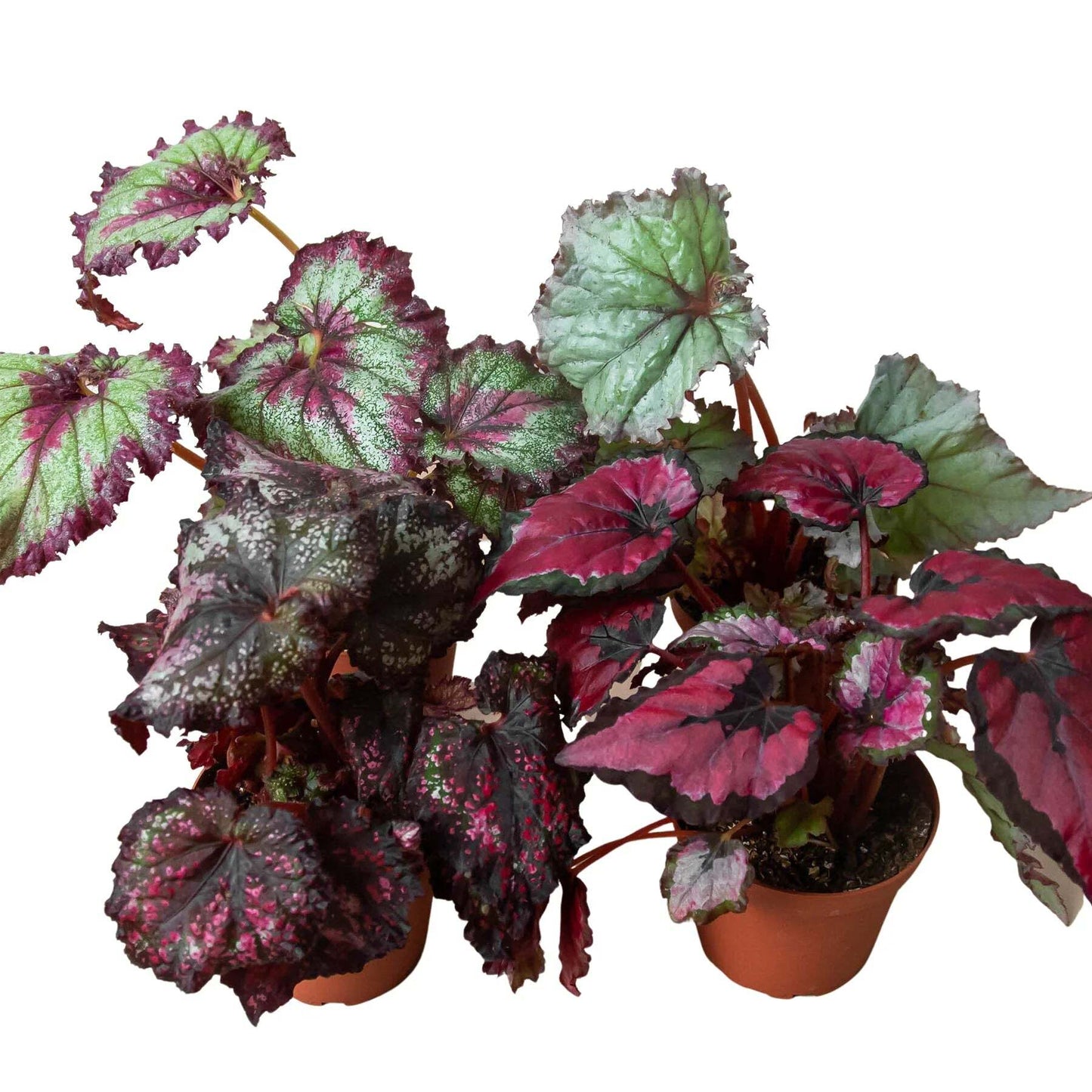 Begonia 'Rex' - 4 Pack Variety-4" Pot W2B
