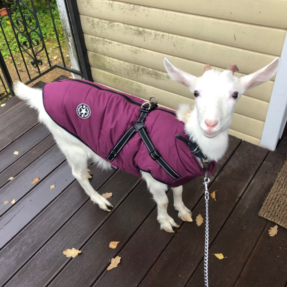 Waterproof Dog Clothes Winter Dog Coat With Harness Warm Pet Clothing Big Dog Jacket Chihuahua Labrador Coat Costume Best YouTube Store