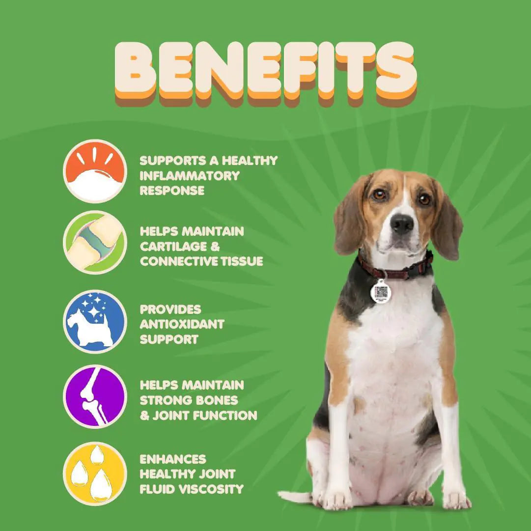 Dog Hip and Joint Supplement with Glucosamine Turmeric for Dogs Chondroitin MSM Best YouTube Store