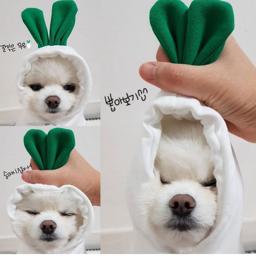 Cute Fruit Dog Clothes For Small Dogs Hoodies Winter Warm Fleece Pet Clothing Puppy Cat Costume Coat For French Chihuahua Outfit Best YouTube Store