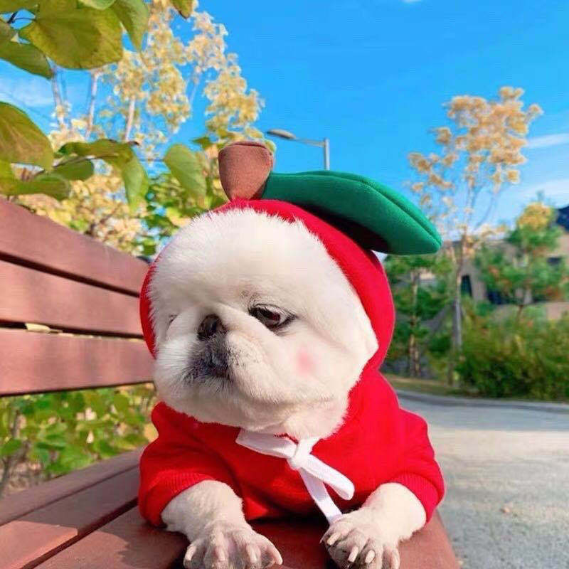 Cute Fruit Dog Clothes For Small Dogs Hoodies Winter Warm Fleece Pet Clothing Puppy Cat Costume Coat For French Chihuahua Outfit Best YouTube Store
