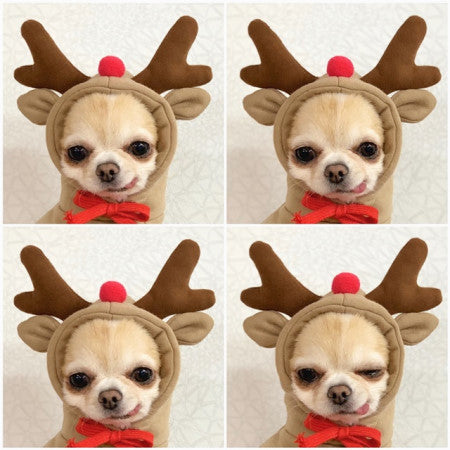 Cute Fruit Dog Clothes For Small Dogs Hoodies Winter Warm Fleece Pet Clothing Puppy Cat Costume Coat For French Chihuahua Outfit Best YouTube Store