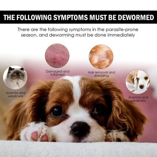 Dog Cat Drops Spray Cleaning Remove Lice Tick Flea LadyShow.Store