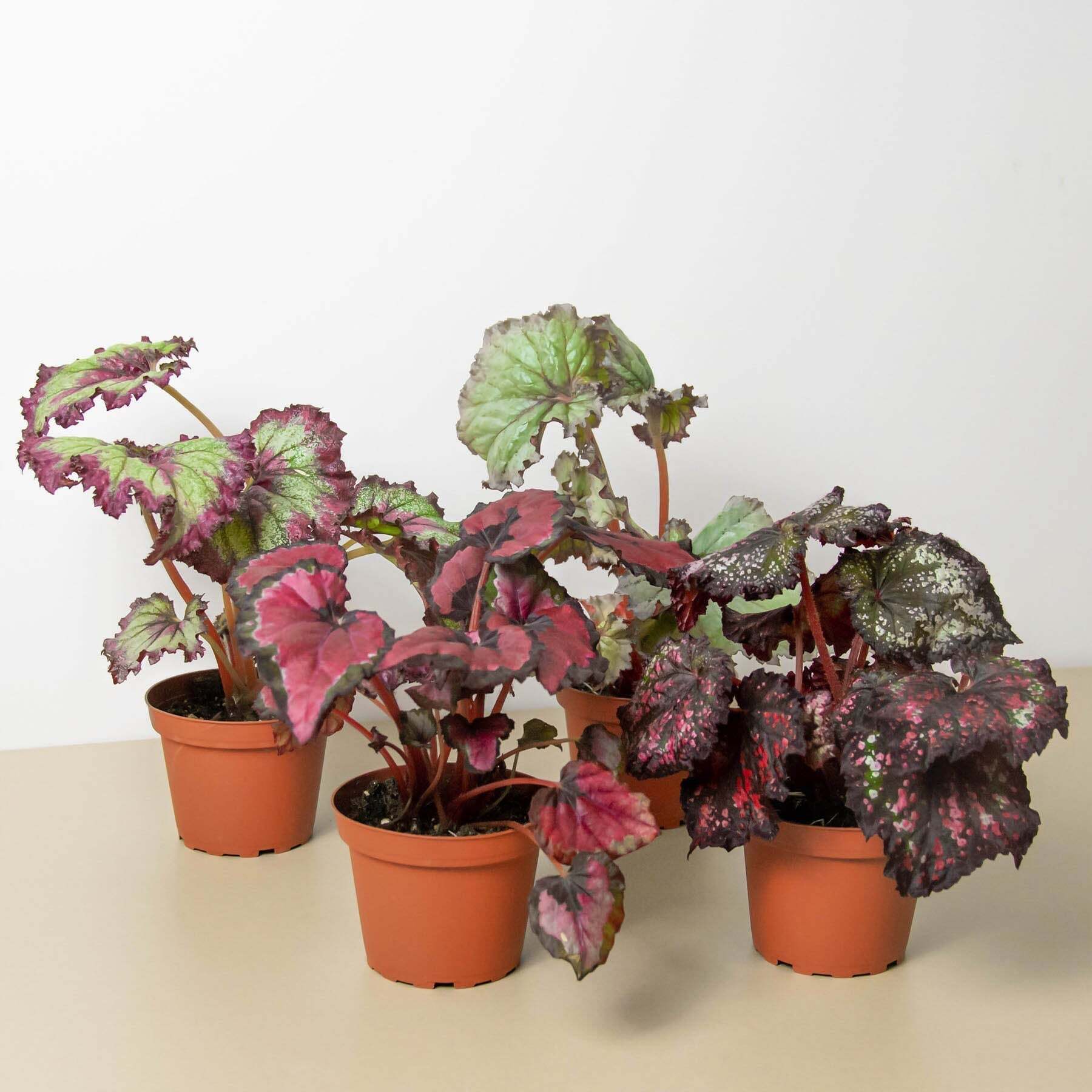 Begonia 'Rex' - 4 Pack Variety-4" Pot W2B