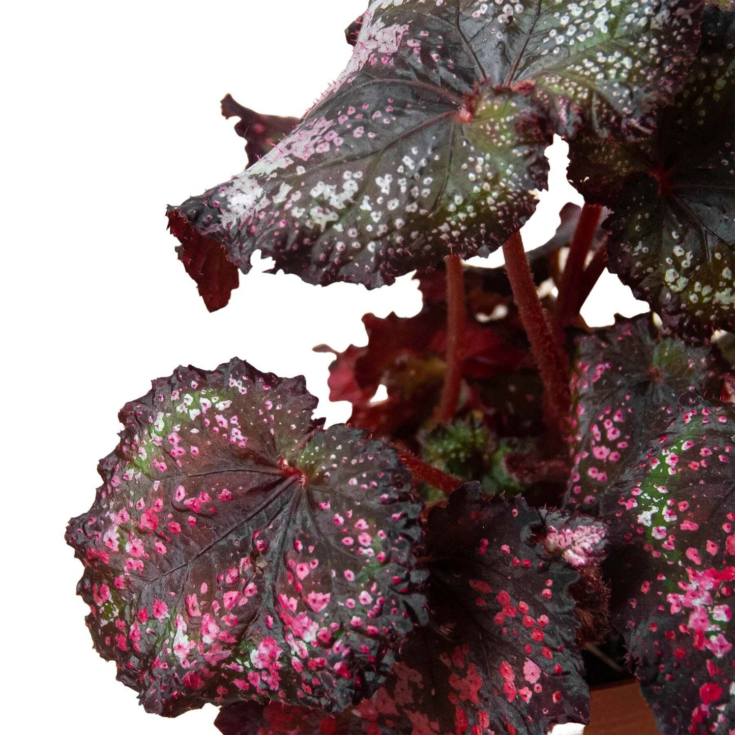 Begonia 'Rex' - 4 Pack Variety-4" Pot W2B
