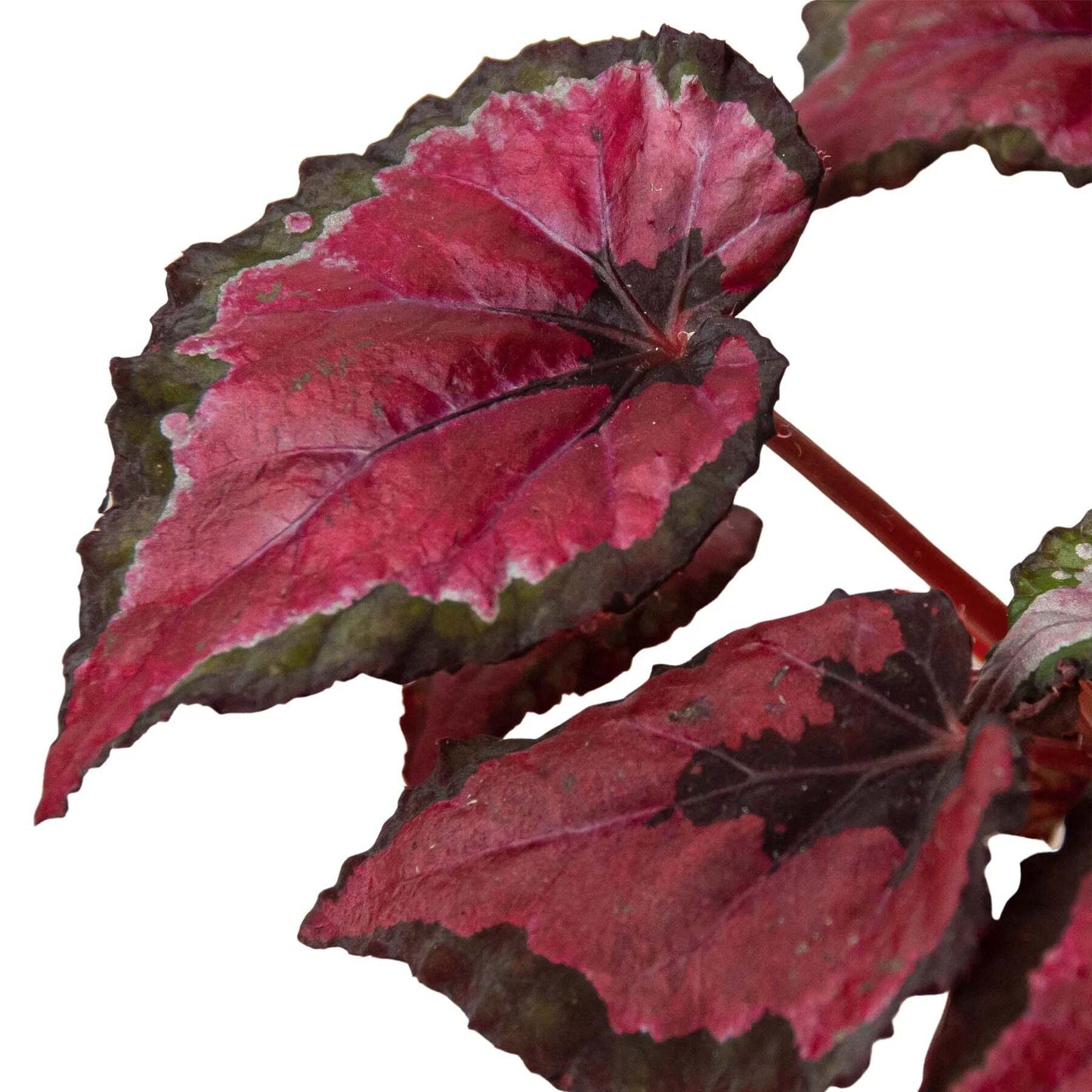 Begonia 'Rex' - 4 Pack Variety-4" Pot W2B