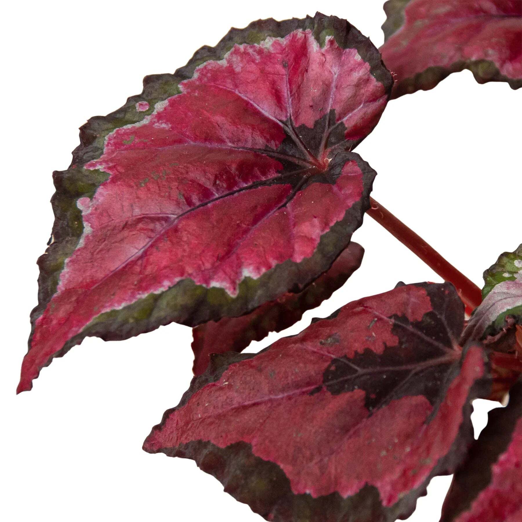Begonia 'Rex' - 4 Pack Variety-4" Pot W2B