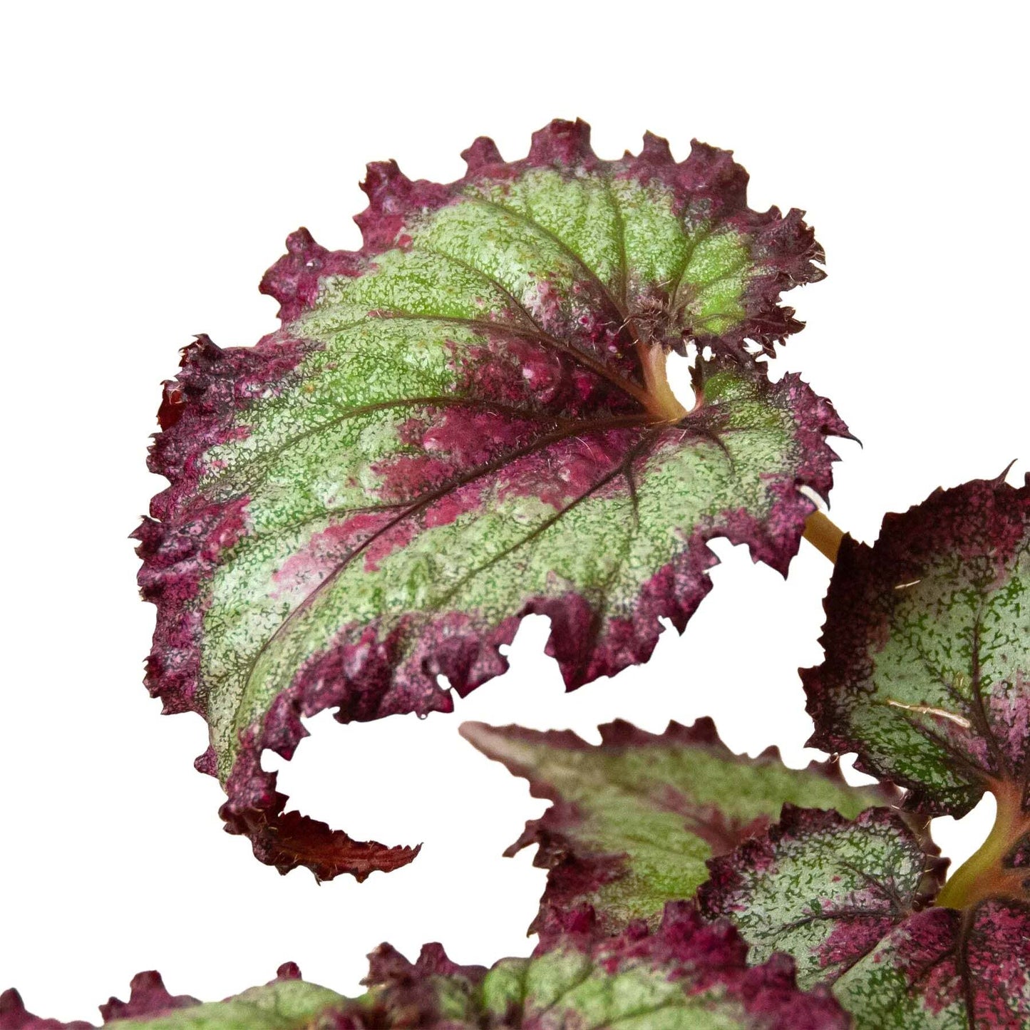 Begonia 'Rex' - 4 Pack Variety-4" Pot W2B