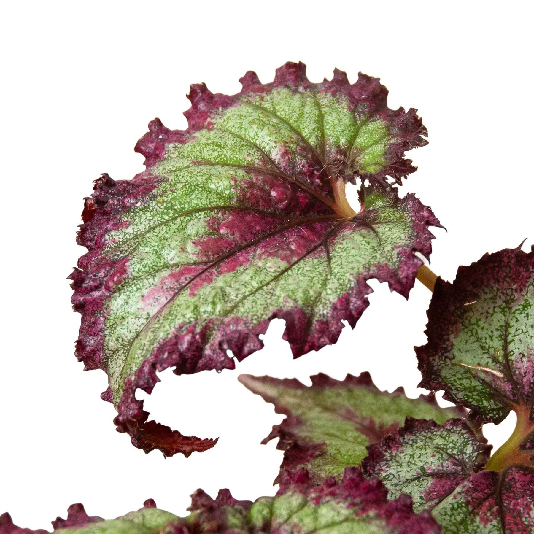 Begonia 'Rex' - 4 Pack Variety-4" Pot W2B