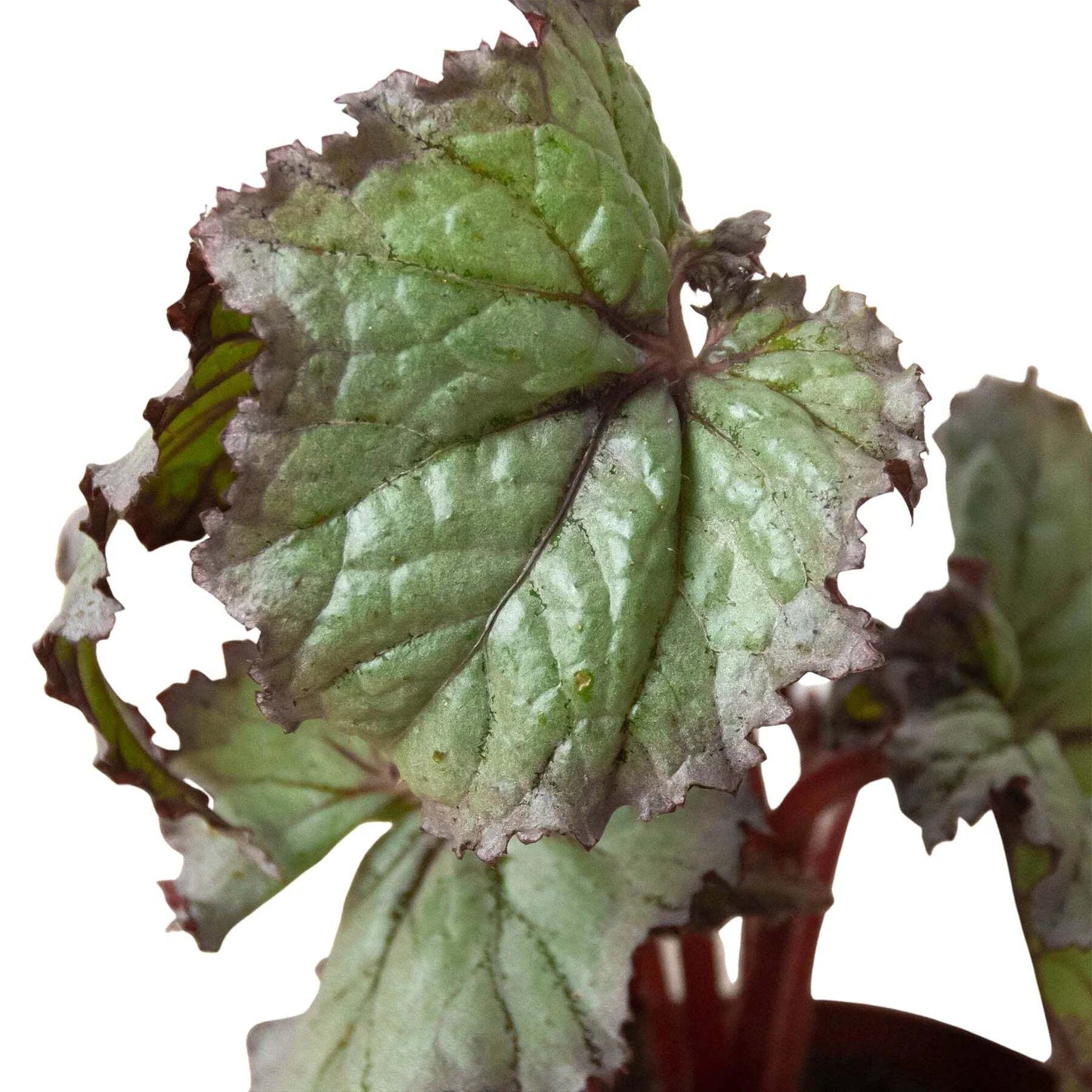 Begonia 'Rex' - 4 Pack Variety-4" Pot W2B