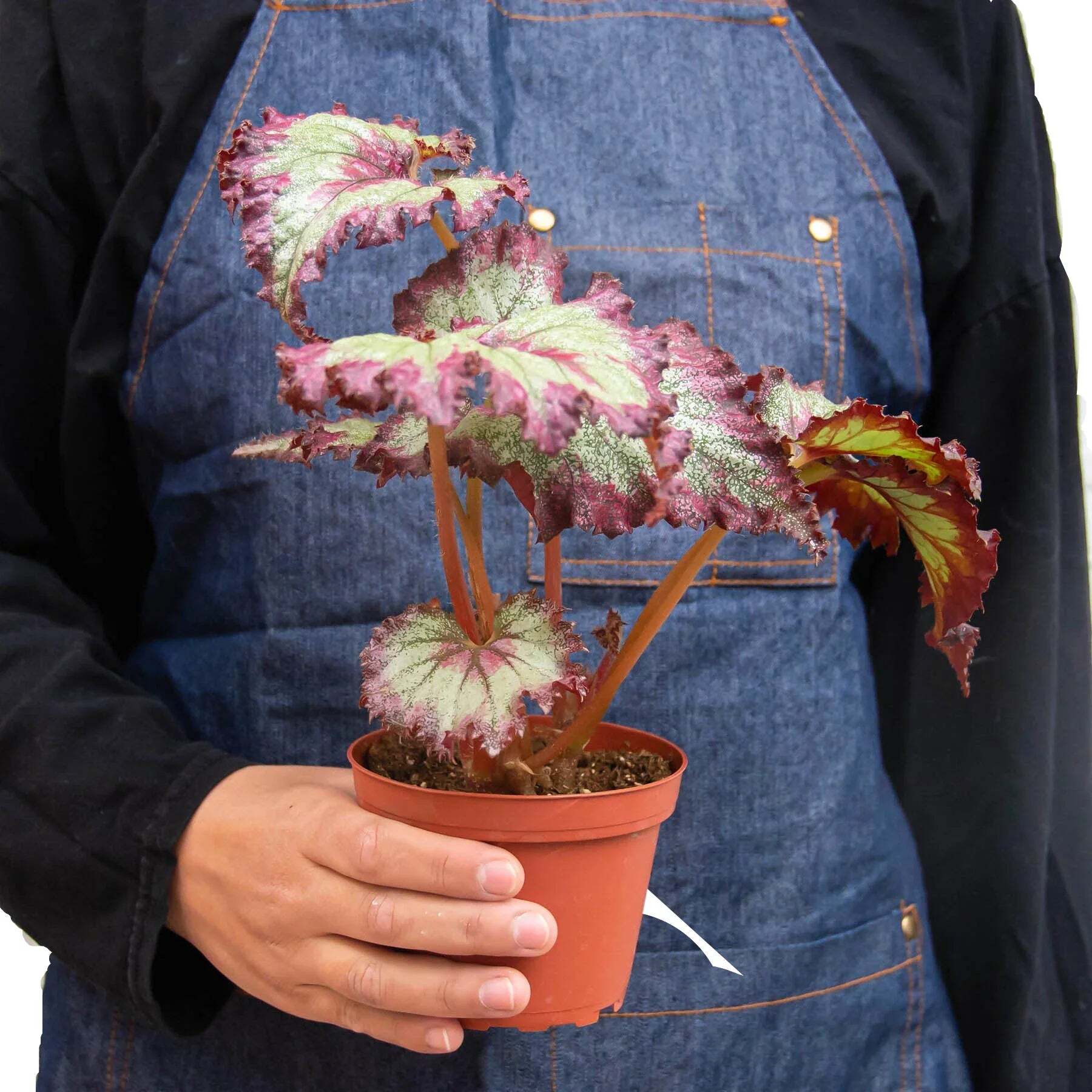 Begonia 'Rex' - 4 Pack Variety-4" Pot W2B