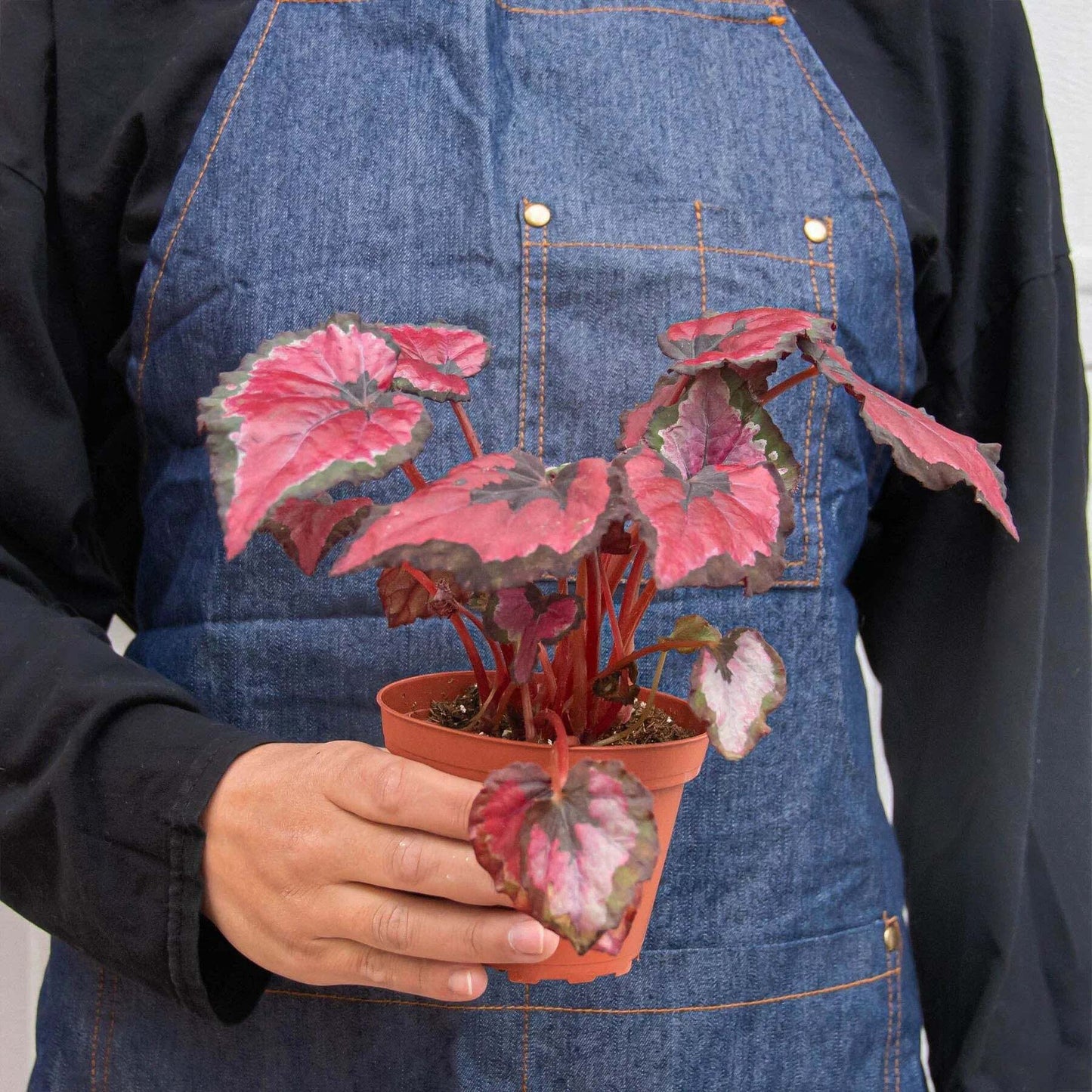 Begonia 'Rex' - 4 Pack Variety-4" Pot W2B