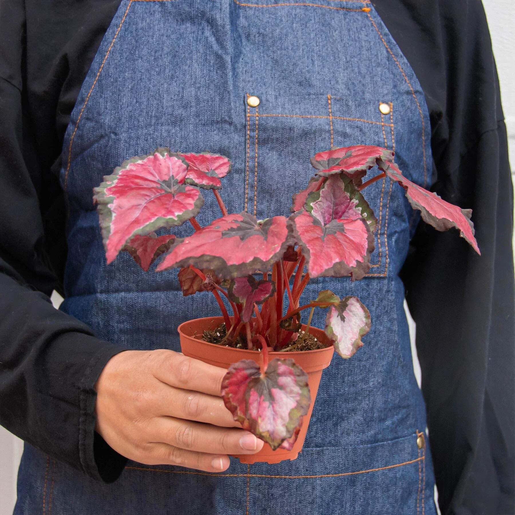 Begonia 'Rex' - 4 Pack Variety-4" Pot W2B