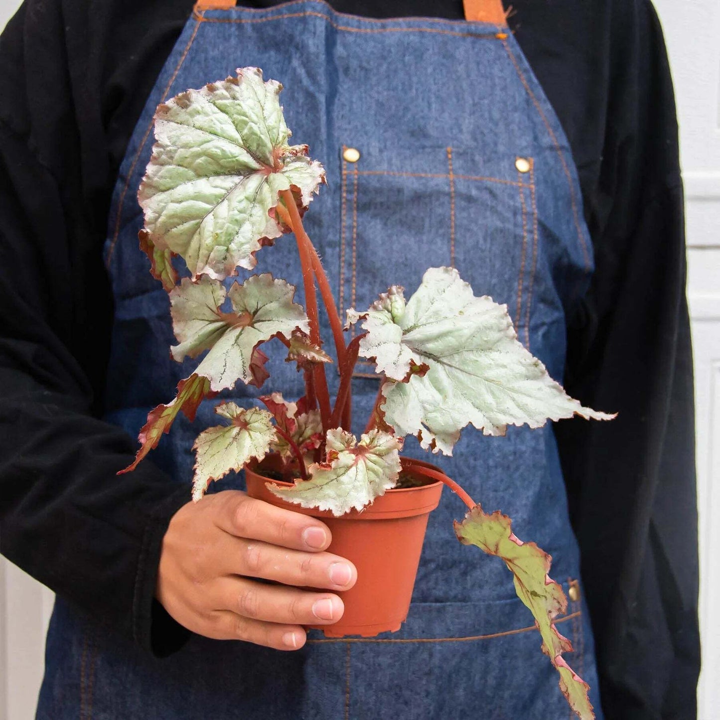 Begonia 'Rex' - 4 Pack Variety-4" Pot W2B