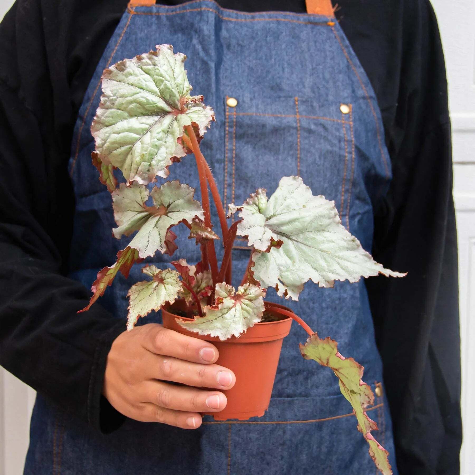 Begonia 'Rex' - 4 Pack Variety-4" Pot W2B