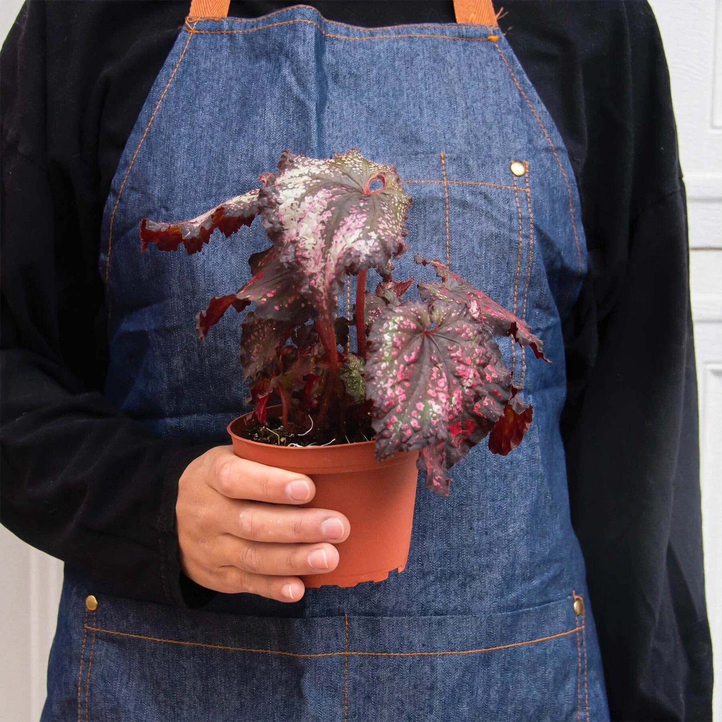 Begonia 'Rex' - 4 Pack Variety-4" Pot W2B