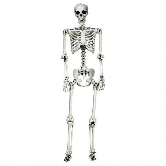 5.4 Feet Halloween Skeleton Life Size Realistic Full Body Hanging W2B