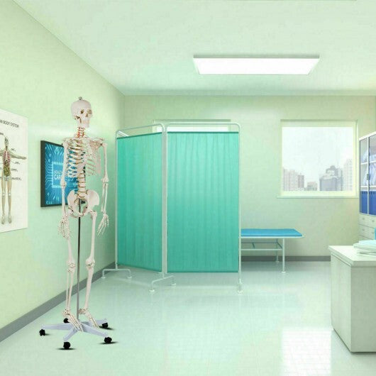 70.8 Inch Human Skeleton Model for Anatomy W2B