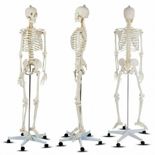 70.8 Inch Human Skeleton Model for Anatomy W2B