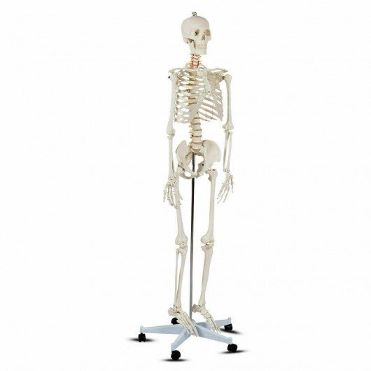 70.8 Inch Human Skeleton Model for Anatomy W2B