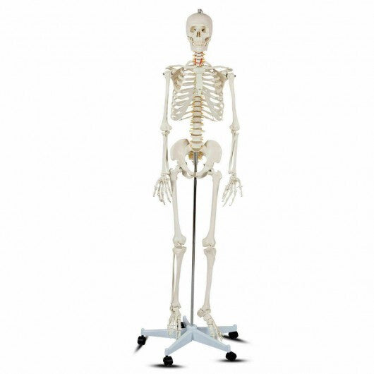 70.8 Inch Human Skeleton Model for Anatomy W2B