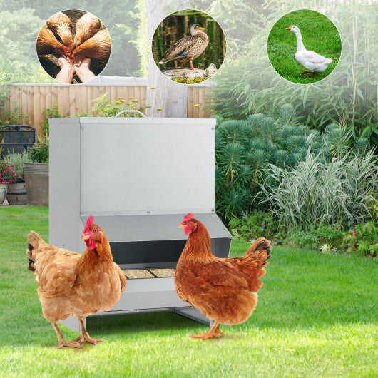 Galvanized Metal Poultry Feeder - Deal for Only $64!