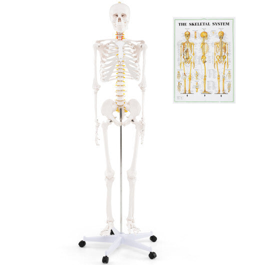 Life Size Human Skeleton Model for Anatomy Anatomical Skeleton with Nerves System