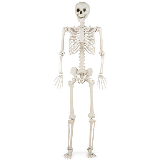 Costway 5.4 FT Halloween Skeleton Decoration Life Size Large Skeleton