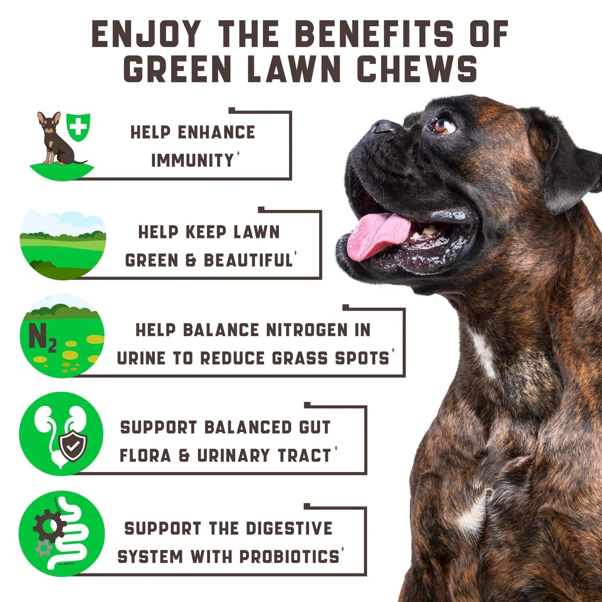 Green Lawn Chews for Dogs   Cranberry ACV Digestive Enzymes   Natural Dog Urine Best YouTube Store